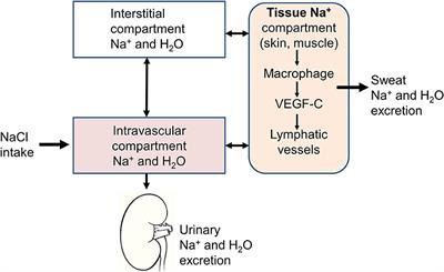 New Insights on the Role of Sodium in the <mark class="highlighted">Physiological Regulation</mark> of Blood Pressure and Development of Hypertension